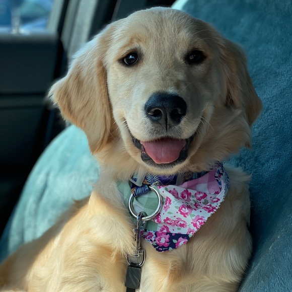 We Are PET FRIENDLY 🐶🐾 - Picture 5 of 6